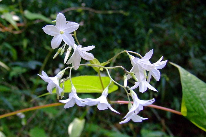 p.echiiyngdaaw_chnidthii12_02.jpg
