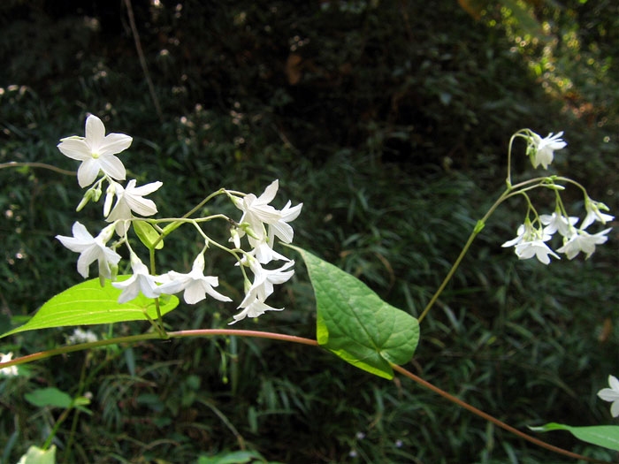 p.echiiyngdaaw_chnidthii12_03.jpg
