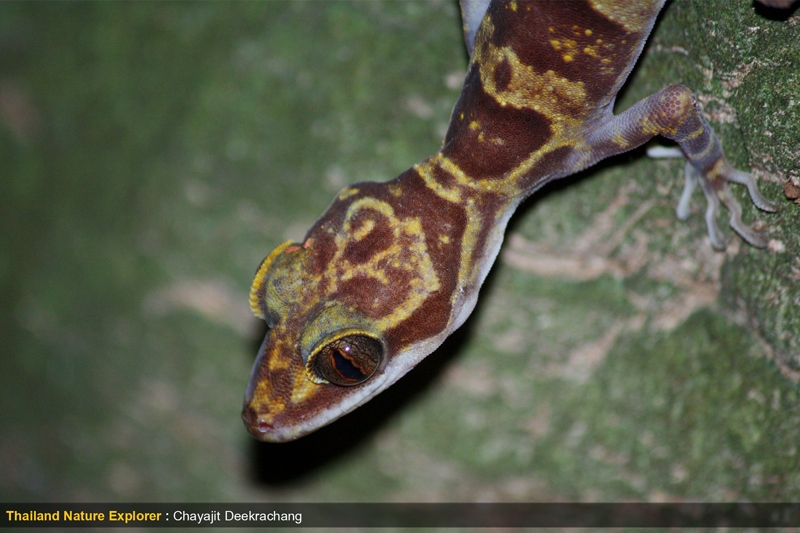 ตุ๊กกายปล้องทอง Cyrtodactylus auribalteatus