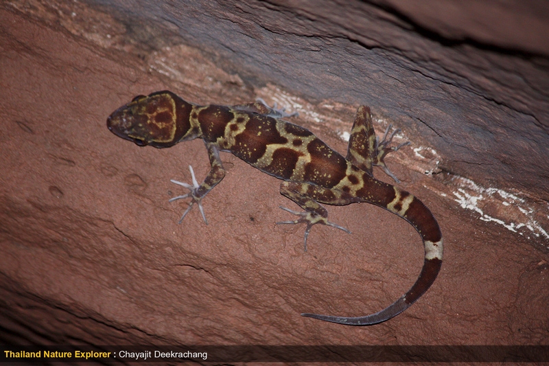 Cyrtodactylus auribalteatus