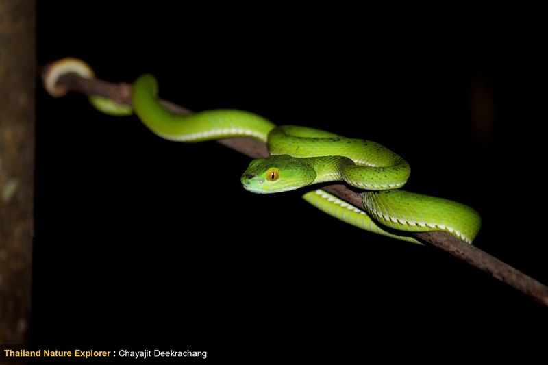 งูเขียวหางไหม้ตาโต Cryptelytrops cf.macrops