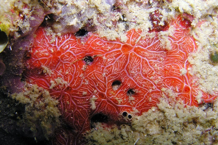 ฟองน้ำเคลือบบางสีแดงลายขาว Clathria (Thalysias) toxifera ฟองน้ำสวยงามมากที่สุดชนิดหนึ่ง