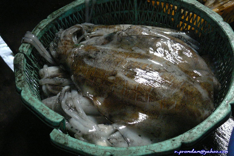 Bigfin reef squid