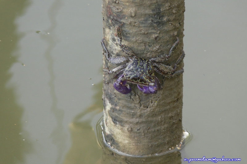 Climber crab