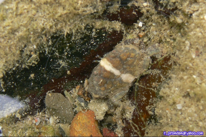 ตามร่องหิน ในหาดหินโซนที่โดนคลื่นหน่อย ตะกอนไม่เยอะ จะเจอปูใบ้ชนิด Leptodius exaratus ได้บ่อย
