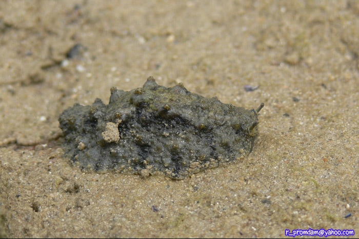 พวกทากปุ่มหิน Onchidium sp. ปกติจะดูกลมกลืนไปกับพื้นผิวหิน แต่ตัวนี้มาเดินเด่นอยู่บนพื้นทราย เลยถ่ายได้ชัด