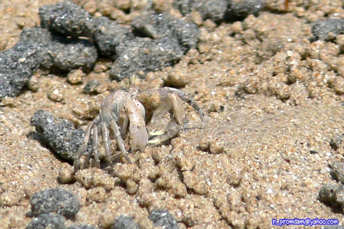 ปูทหาร Dotilla myctiroides เจอเยอะบนหาด แต่ถ่ายรูปให้เห็นแบบเยอะได้ยากจริง