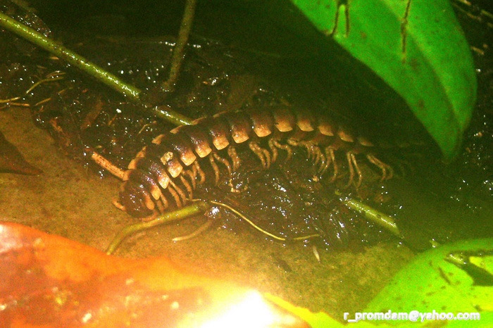 กิ้งกือสกุล Platyrhacus ตัวนึงยาวประมาณ 7-8 cm