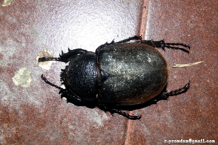 สงสัยจะกว่างสามเขาจันท์ Chalcosoma caucasus เหมือนของพี่นณณ์