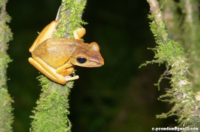 ปาด Polypedates sp. ไม่แน่ใจเหมือนพี่นณณ์ 