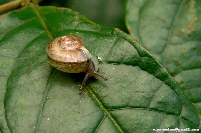 หอยเวียนซ้าย Dyakia sp. ไม่ค่อยมั่นใจชนิดครับ รอผู้เชียวชาญดีกว่า