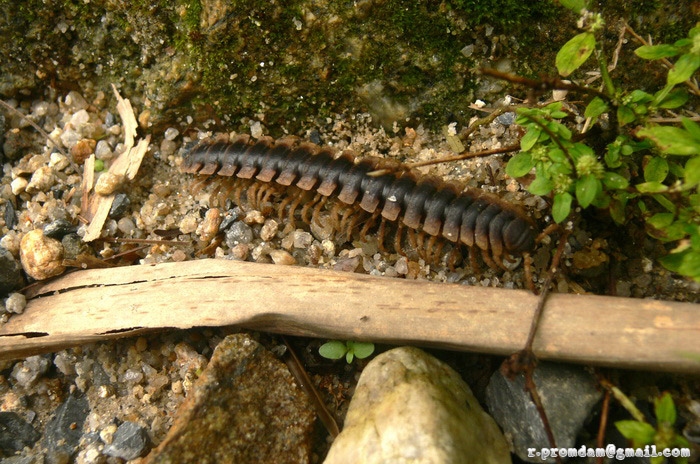 กิ้งกือเหล็ก Platyrachus sp. ช่วงฤดู หรือปีนี้นี่ เจอเยอะจริงๆ