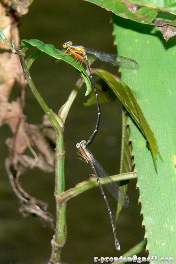 แมลงปอเข็มยาวขาส้ม Copera vittata กำลังผสมพันธุ์กัน (ชื่อโดยคุณ due_n)