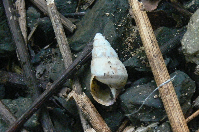 หอยนกขมิ้นน้อย คล้ายๆตัวท้องแดง Amphidromus xiengensis