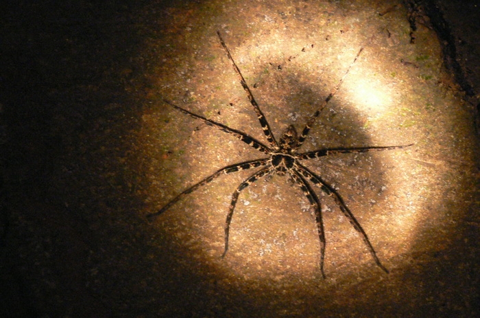 Huntsman spider (Heteropoda sp.)
