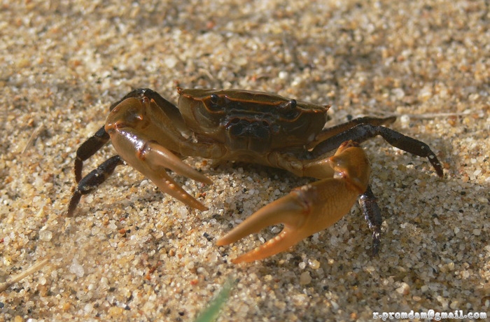 ปูลำห้วย Salangathelphusa sp. (ไม่กล้าฟันธงชนิดแล้ว ถ้าไม่ใช่จากพื้นที่ต้นแบบจริง งงๆกับมัน)