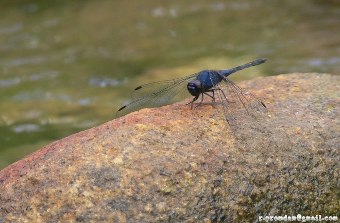 แมลงปอบ้านใต้ผู้ดำ Trithemis festiva ตัวผู้ (ข้อมูลโดนนาย due_n)