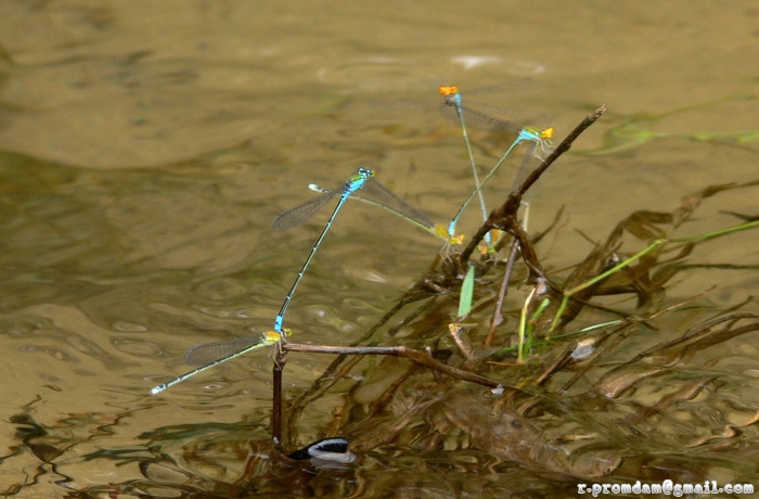 แมลงปอเข็มบ่อหน้าส้ม Pseudagrion rubriceps (ชื่อโดยครูเล็ก) กำลังสืบพันธุ์หมู่ (แต่ไม่ได้แลกเปลี่ยนคู่นะ)