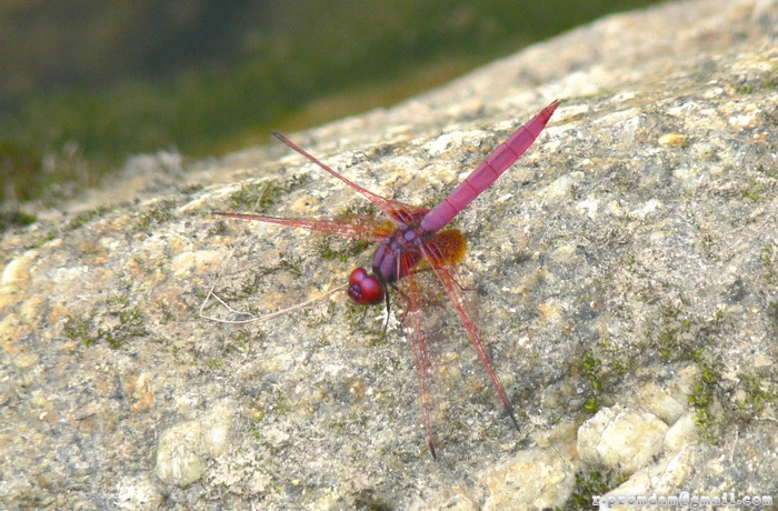 แมลงปอบ้านใต้ผู้ม่วง (บ้านไตรมิตรผู้ม่วง) Trithemis aurora (ชื่อโดยครูเล็ก)