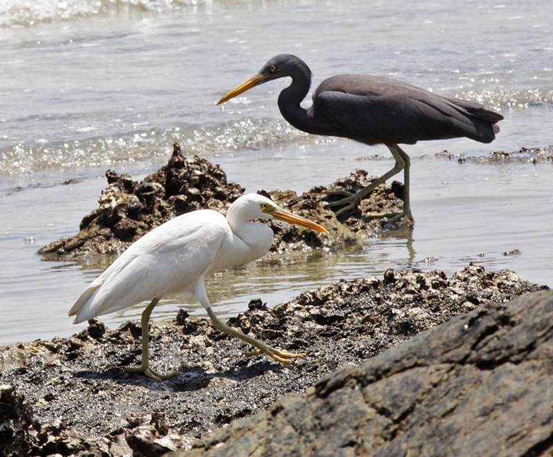 Pacific Reef Egret (white and dark morphs)