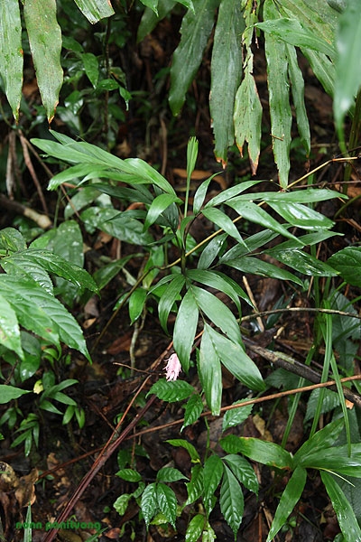 Pinanga sp. iraicho