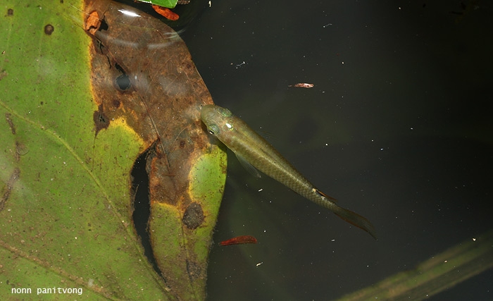 ปลาหัวตะกั่ว Aplocheilus panchax