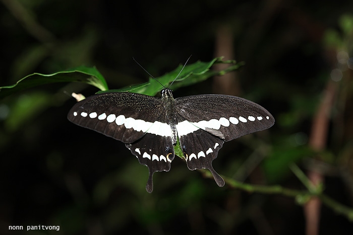 หางติ่งสะพายขาว Papilio demolion demolion 