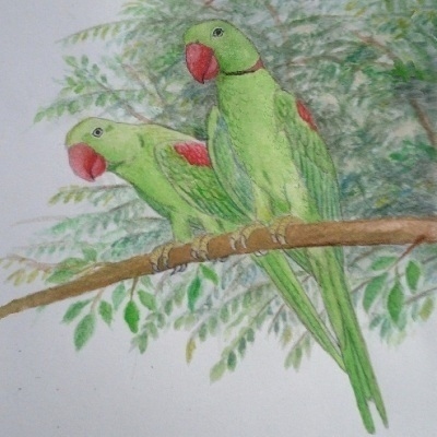 Alexandrine parakeet