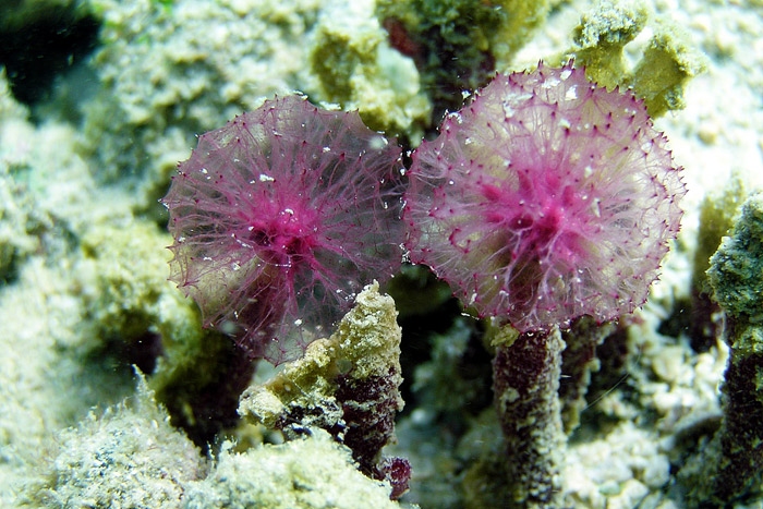 ฟองน้ำท่อพุ่มสีแดง Oceanapia sagittaria กับรูปทรงที่น่ารัก