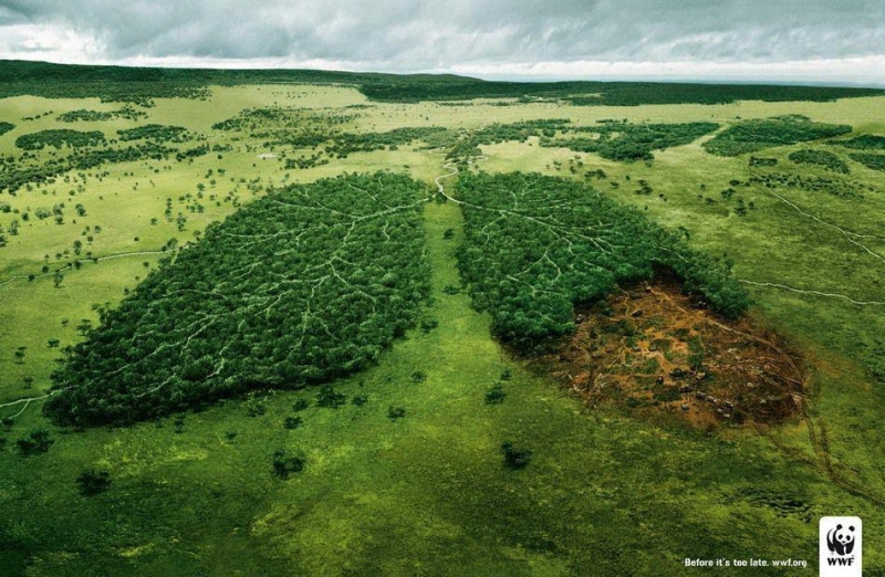 "ปอด" ของเรา เราจะไม่ดูแลหรือ? ภาพ: WWF