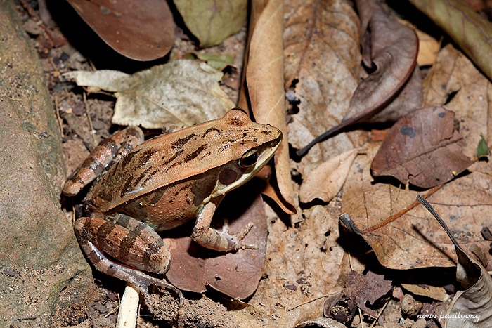 Pelophylax lateralis ตกลงมันชื่อกบหลังไพร หรือ หลังไพล???  