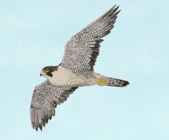 peregrine2.jpg