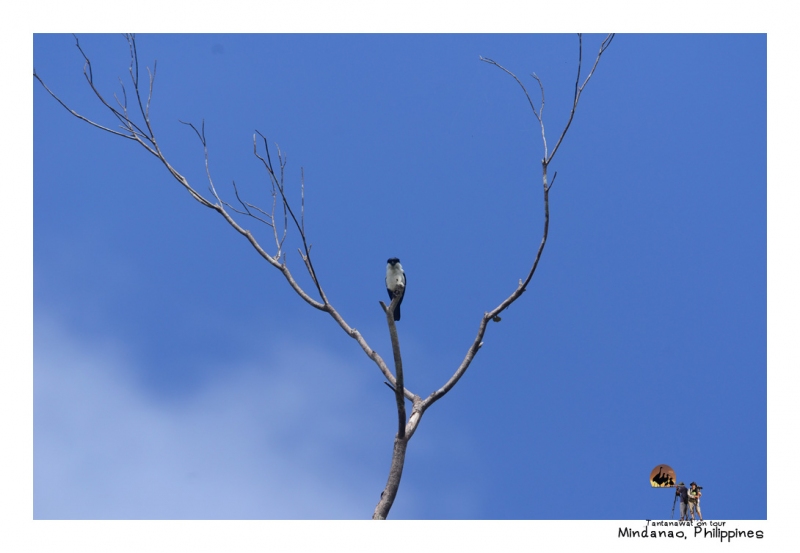 philippine-falconet