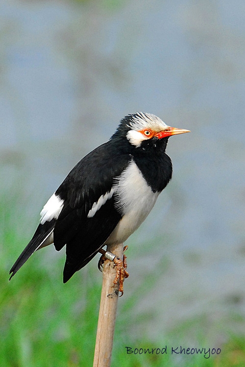 pied-starling.jpg