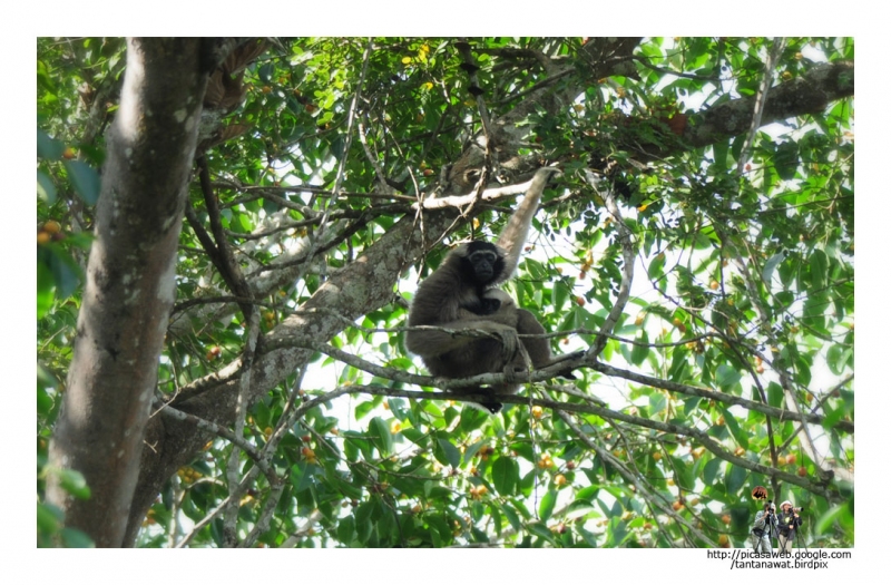 pileated-gibbon