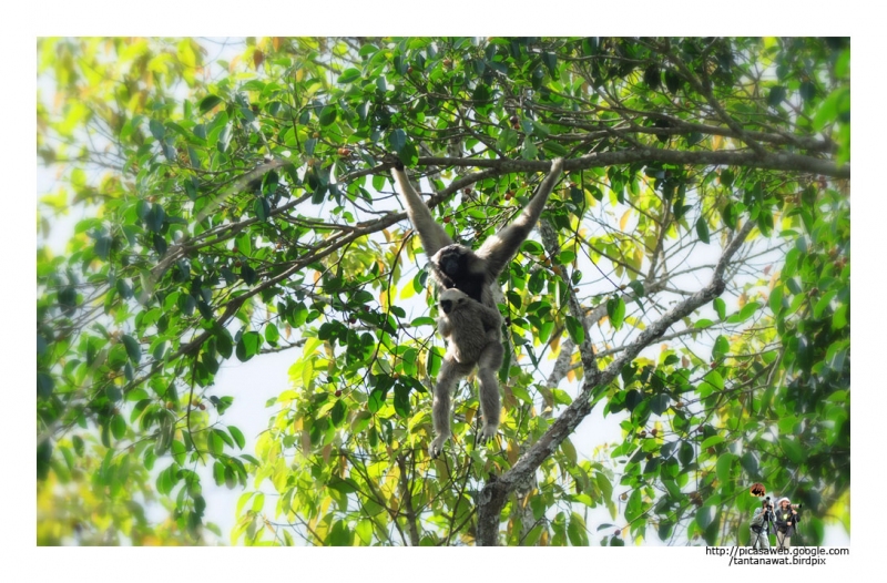 pileated-gibbon