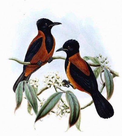 นกพิโทวี่หัวดำ (ภาพจาก http://www.animalesok.com/wp-content/uploads/2010/04/pitohui-01-402x449.jpg)