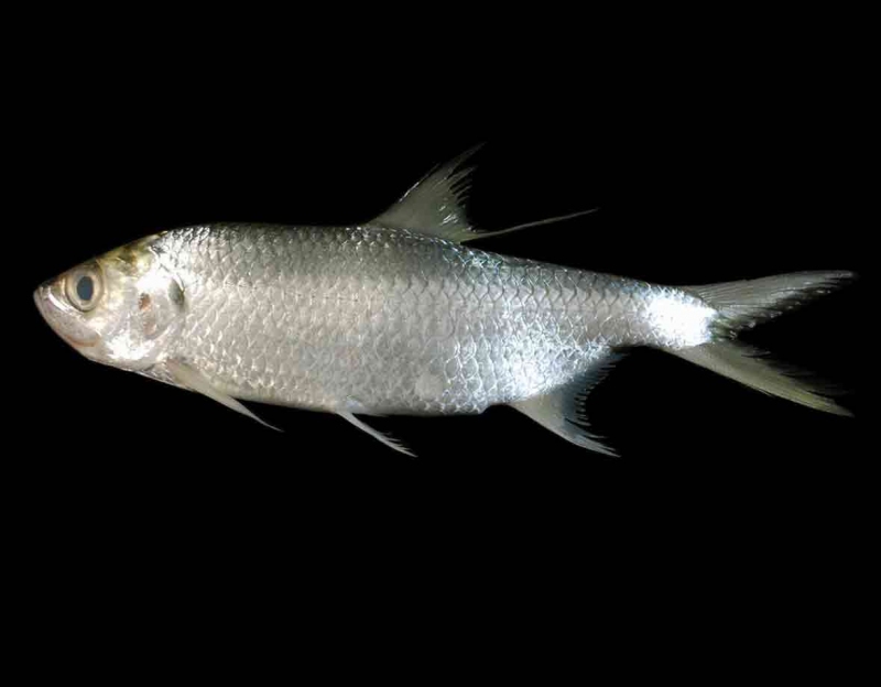 plaataaehluueksan-megalops-cyprinoides-broussonet1782-indo-pacific-tarpon.jpg