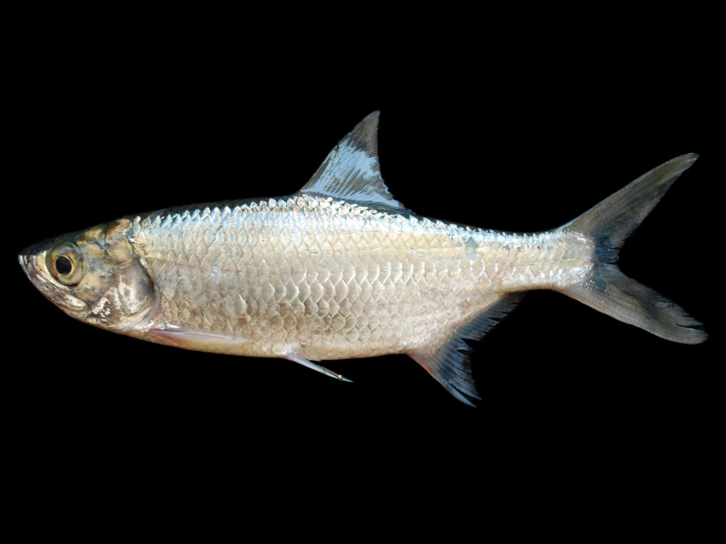 oxeye_tarpon_megalops_cyprinoides_02.jpg