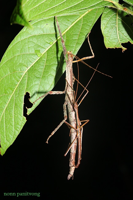 plasmid_pair.jpg