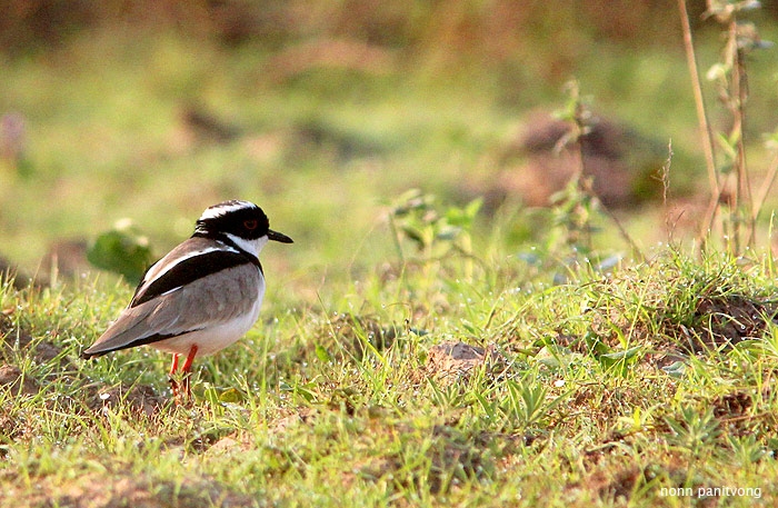 Pied Plover (Hoploxypterus cayanus) 