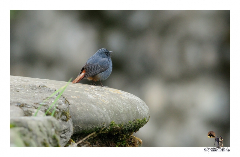 plumbeous-redstart_1.jpg