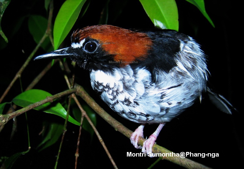 กางเขนน้ำหลังแดง (Enicurus ruficapillus) หรือเปล่าครับ