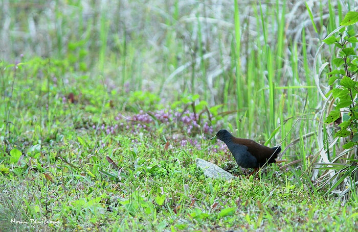 Porzana bicolor