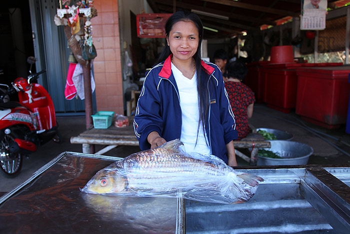 ปลาเอิน (ยี่สกไทย) 