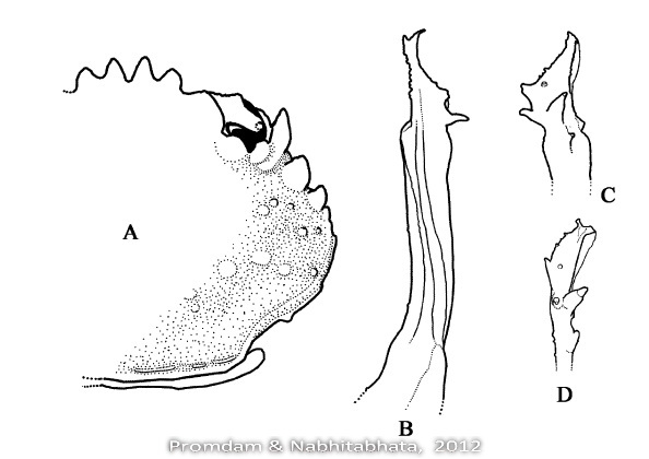 Pseudopalicus bidens Promdam & Nabhitabhata, 2012