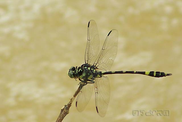 Gomphidia kruegeri