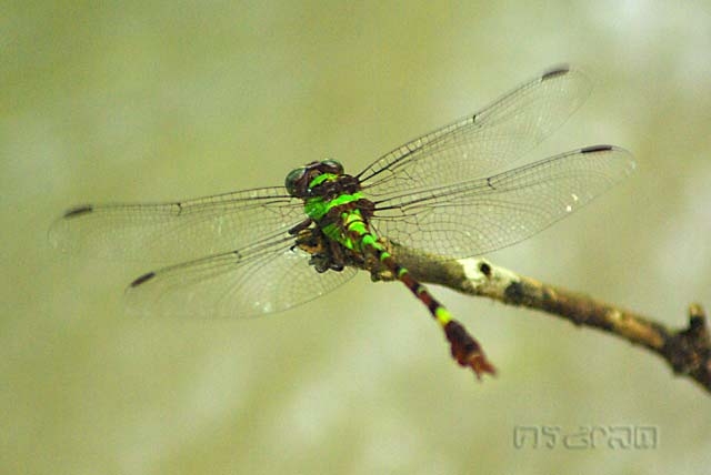 Megalogomphus icterops , male