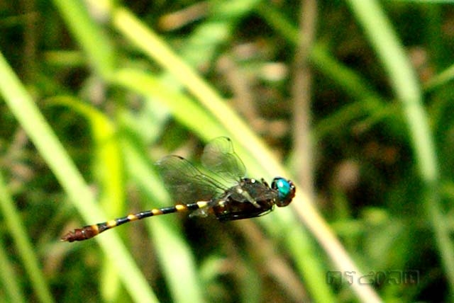 ตัวที่ 24 แมลงปอป่าตาเขียวปีกใส Epophthalmia frontalis 