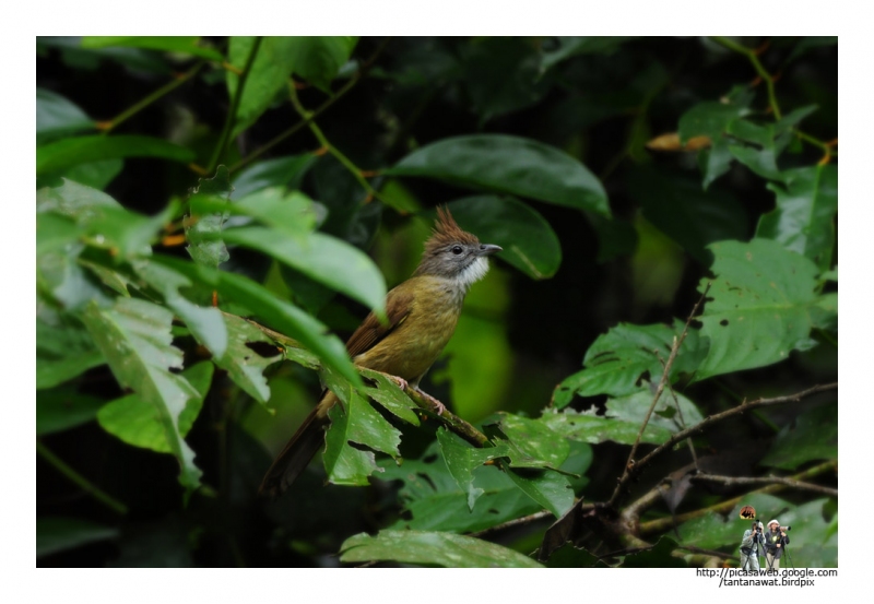 puff-throated-bulbul